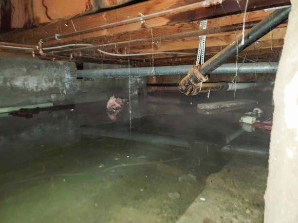 Best Water damage cleanup near me  in Loris, SC