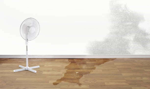 Best Ceiling water damage repair  in Loris, SC